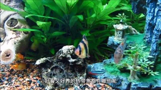 虎皮魚是什么魚 虎皮魚是什么魚 龍魚論壇 第7張