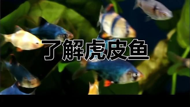 虎皮魚是什么魚 虎皮魚是什么魚 龍魚論壇 第10張