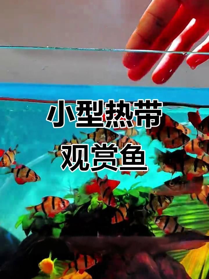 虎皮魚是什么魚 虎皮魚是什么魚 龍魚論壇 第8張