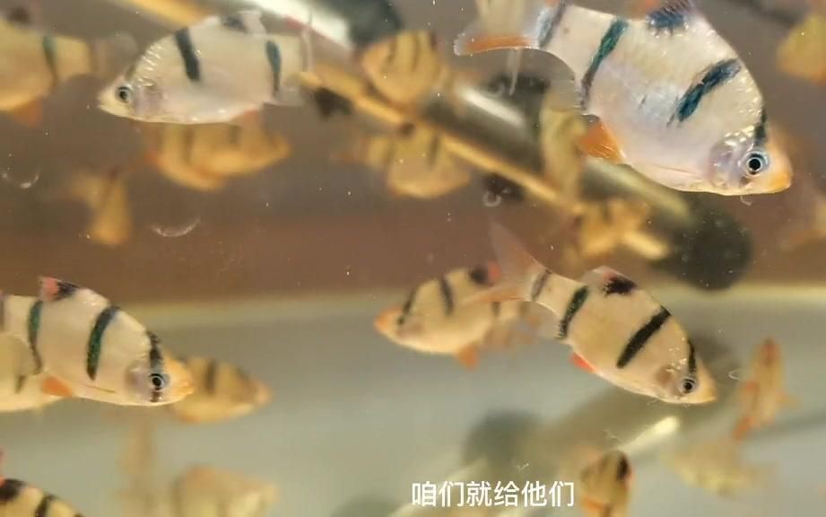 虎皮魚是什么魚 虎皮魚是什么魚 龍魚論壇 第9張