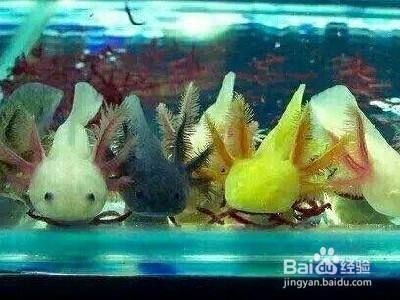 六角恐龍魚(yú)水缸怎么布置好看：六角恐龍魚(yú)水缸布置建議 六角恐龍魚(yú)水缸怎么布置好看：六角恐龍魚(yú)水缸布置建議 龍魚(yú)百科 第1張