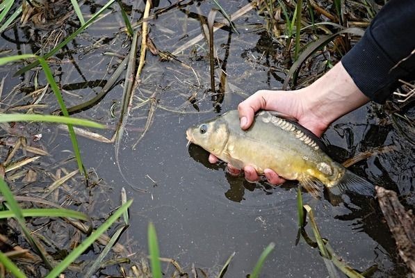 六角恐龍魚(yú)水缸怎么布置好看：六角恐龍魚(yú)水缸布置建議 六角恐龍魚(yú)水缸怎么布置好看：六角恐龍魚(yú)水缸布置建議 龍魚(yú)百科 第5張