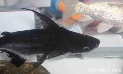 龍魚和成吉思汗鯊混養好嗎：龍魚與成吉思汗鯊混養的成功案例