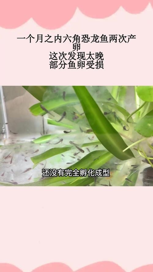 龍魚抱卵癥狀圖片