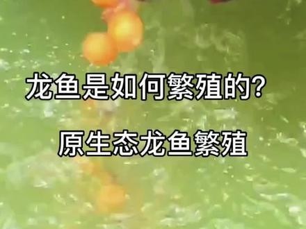 龍魚抱卵癥狀圖片