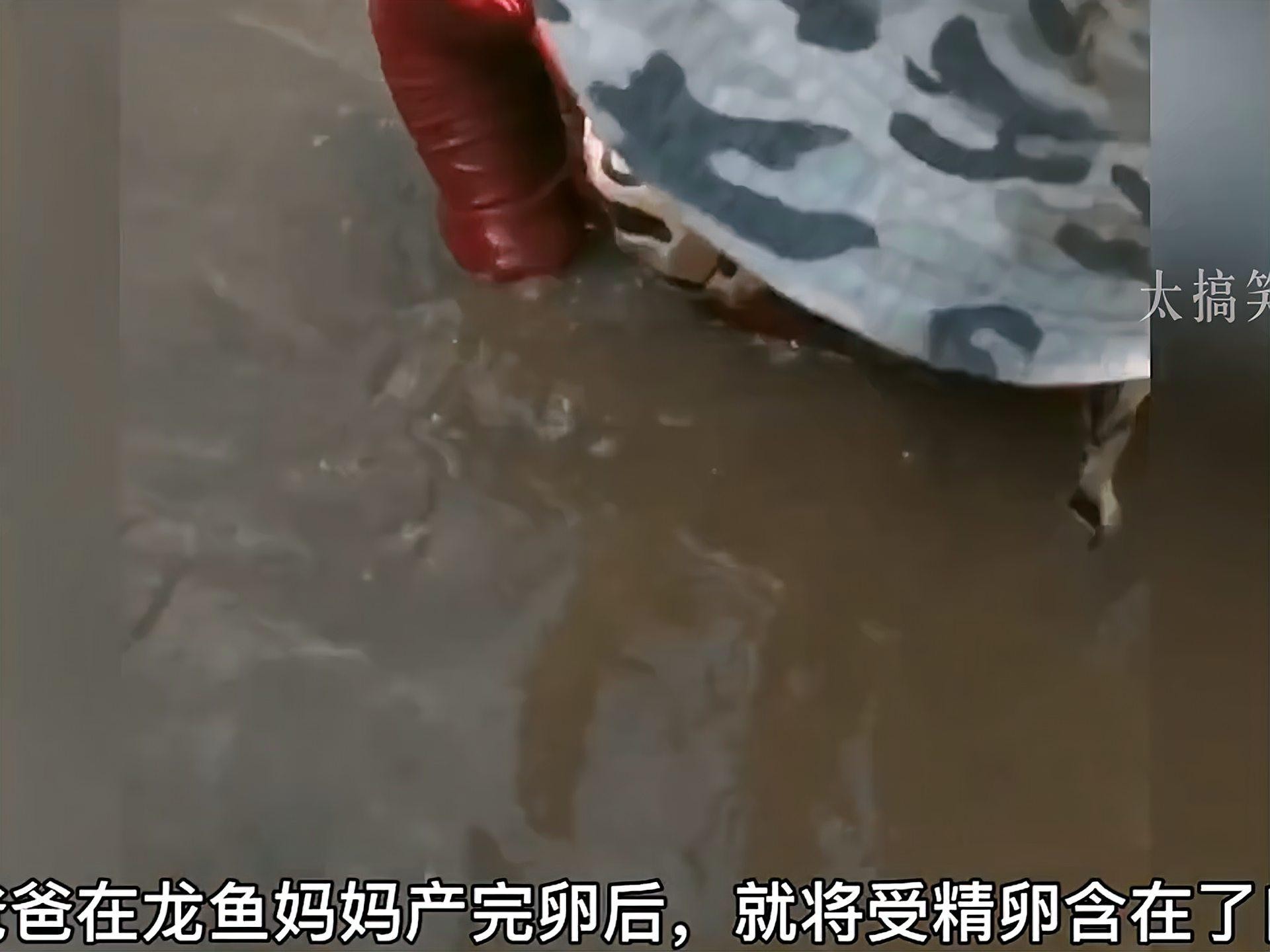 龍魚抱卵癥狀圖片
