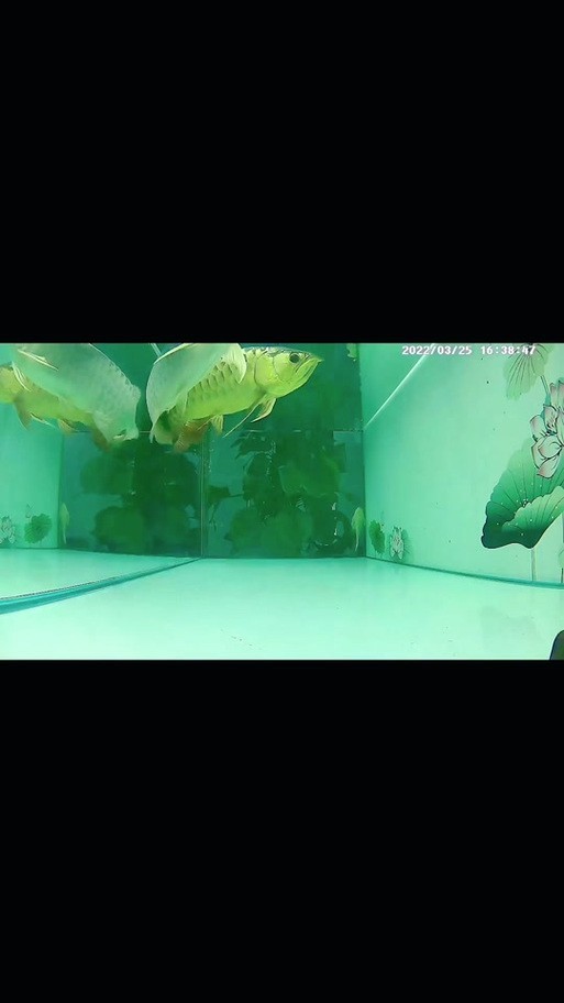 龍魚抱卵癥狀圖片