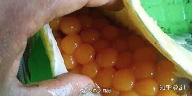 龍魚抱卵癥狀圖片