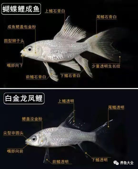 蝴蝶鯉真假最簡單區分