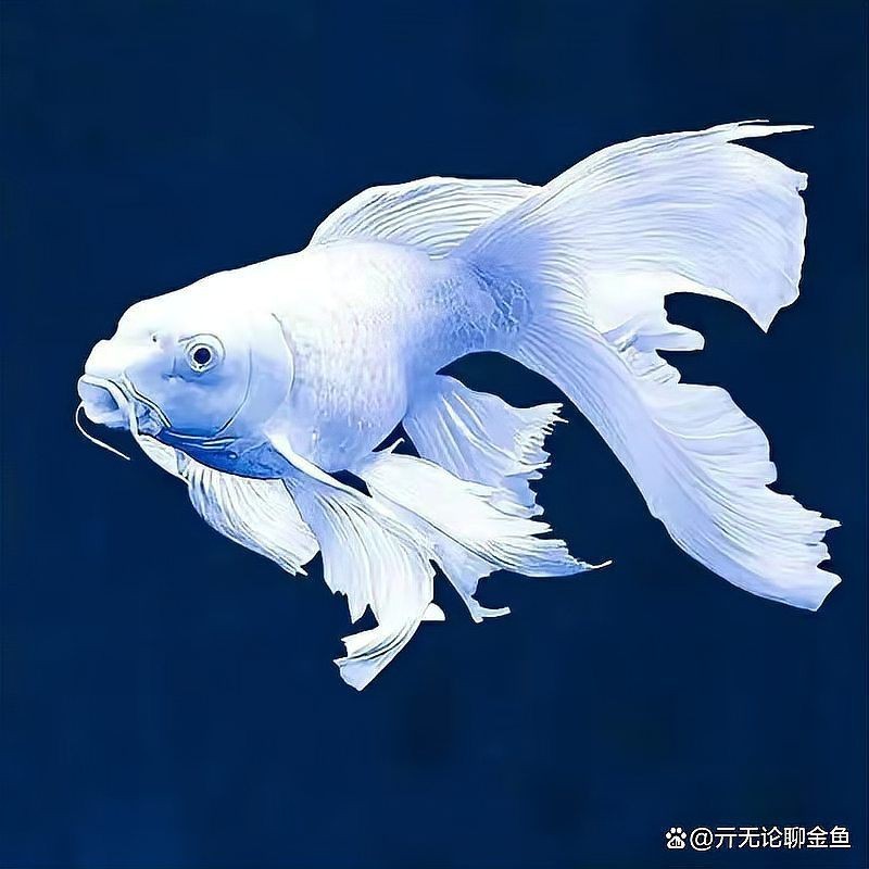 蝴蝶鯉真假最簡單區分