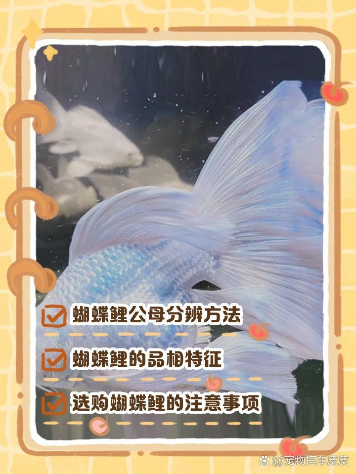 蝴蝶鯉真假最簡單區分
