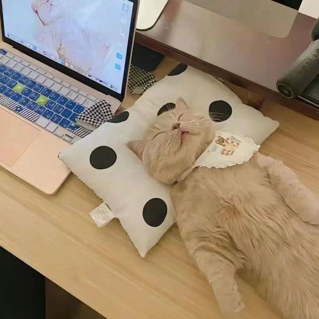 蝴蝶鯉真假最簡單區分