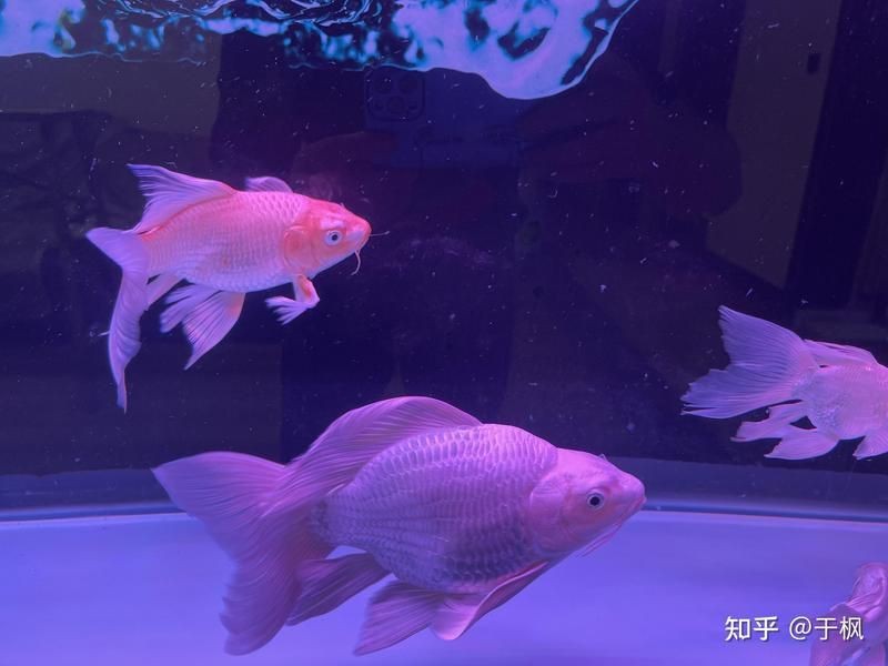 蝴蝶鯉真假最簡單區分