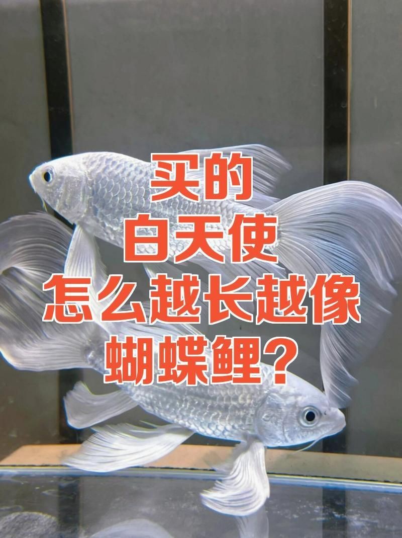 蝴蝶鯉真假最簡單區分