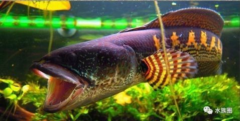 小型雷龍魚最漂亮排行榜：小型雷龍魚最漂亮排行榜小型雷龍魚最漂亮排行榜 小型雷龍魚最漂亮排行榜：小型雷龍魚最漂亮排行榜小型雷龍魚最漂亮排行榜 龍魚百科 第1張