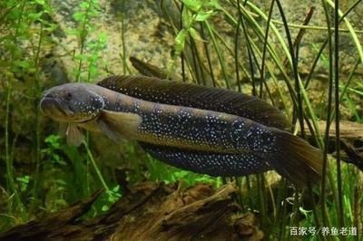 小型雷龍魚最漂亮排行榜：小型雷龍魚最漂亮排行榜小型雷龍魚最漂亮排行榜 小型雷龍魚最漂亮排行榜：小型雷龍魚最漂亮排行榜小型雷龍魚最漂亮排行榜 龍魚百科 第2張