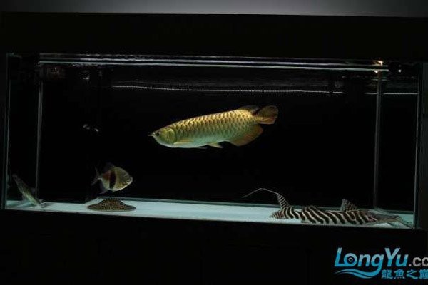 龍魚魚缸的最佳擺放位置