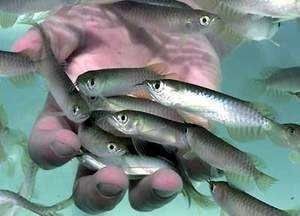 龍魚一直在缸底不動：為什么龍魚在缸底不動？ 龍魚一直在缸底不動：為什么龍魚在缸底不動？ 龍魚百科