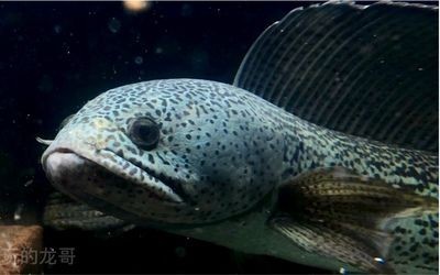 龍魚和黑魚的比較（龍魚和黑魚哪個更猛）