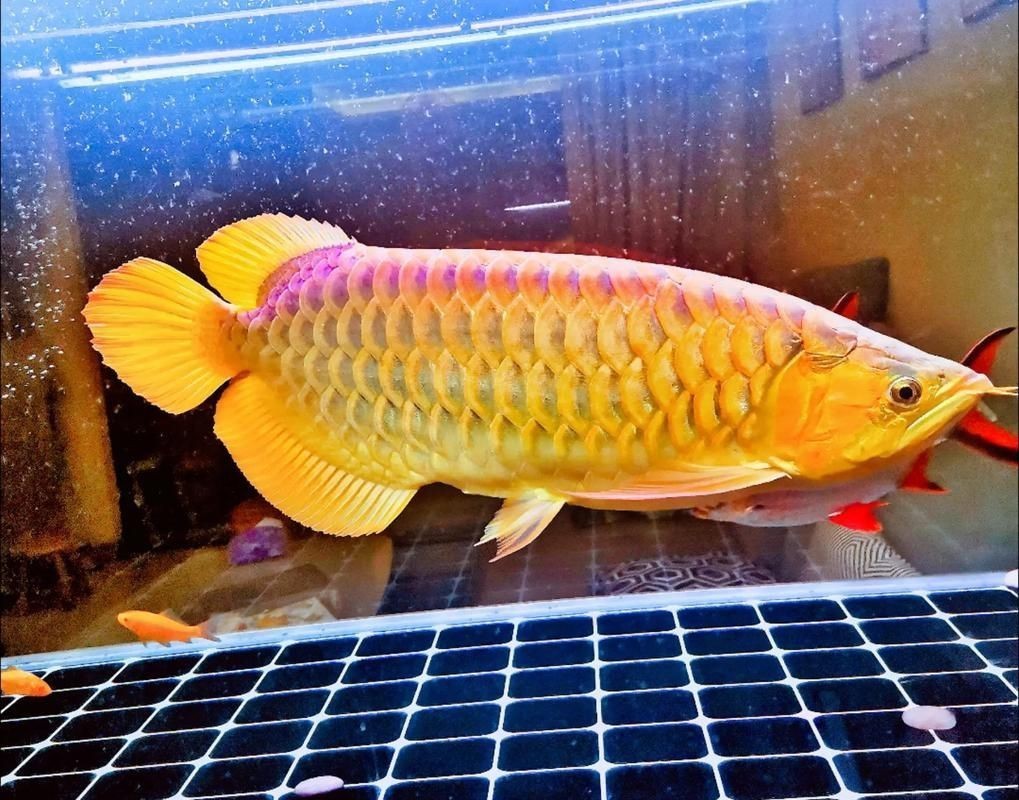 紅龍馭者圖片 紅龍馭者圖片 龍魚論壇 第16張
