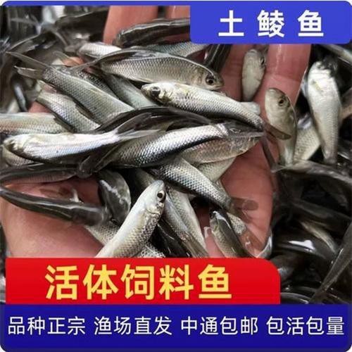 紅龍魚幼魚吃什么長得快？