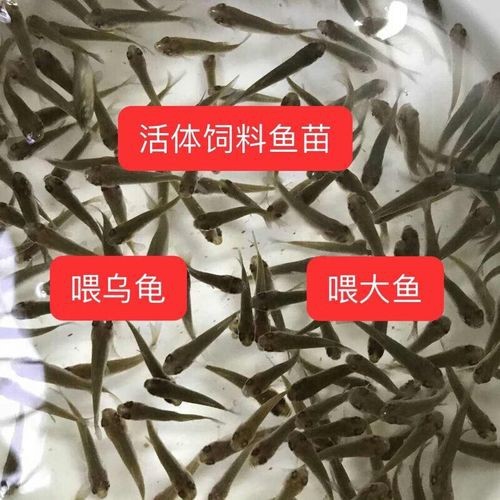 紅龍魚幼魚吃什么長得快？