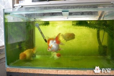魚缸時間調(diào)整 魚缸時間調(diào)整 魚缸百科 第3張
