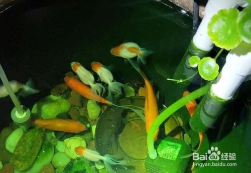 魚缸水溫異常的解決辦法：如何選擇適合的冷水機，魚缸水位控制技巧，夏季魚缸降溫自然方法