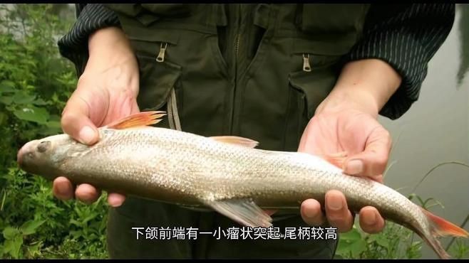 紅尾魚和翹嘴的區別 龍魚論壇 第3張 紅尾魚和翹嘴的區別 紅尾魚和翹嘴的區別 龍魚論壇 第3張