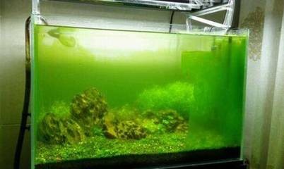 蘇州工業園區紅龍水族館（蘇州工業園區紅龍水族館地址）