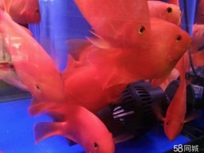 黑魚缸適合養(yǎng)什么熱帶魚好（黑色魚缸適合養(yǎng)什么樣的魚）