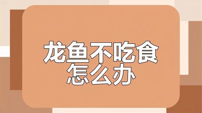 龍魚不吃食有哪些癥狀？ 龍魚不吃食有哪些癥狀？ 龍魚論壇