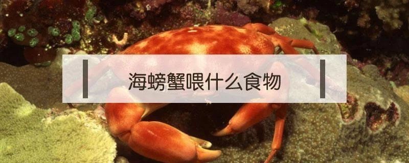 海螃蟹吃什么