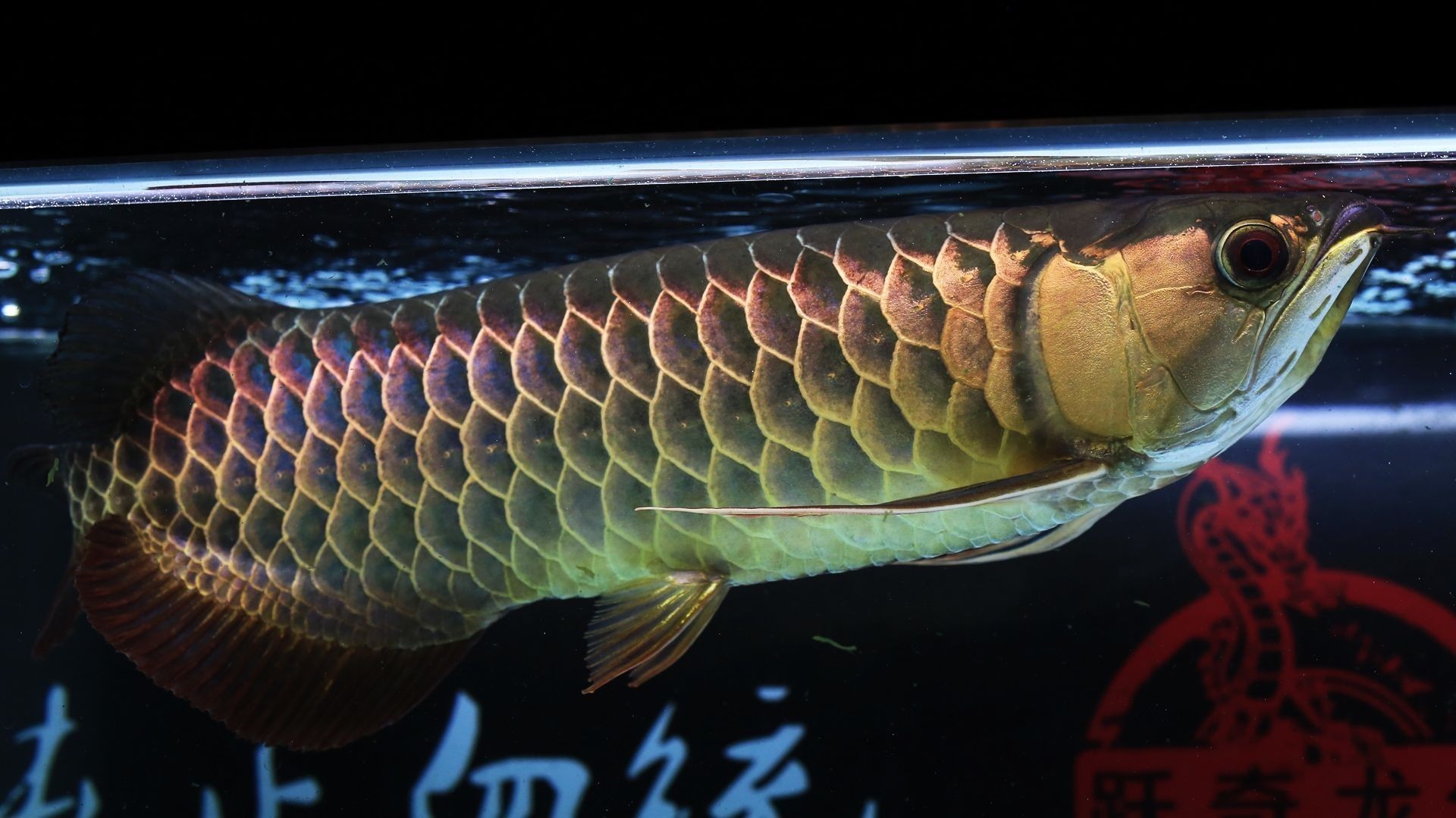 龍魚(yú)隆背：如何判斷龍魚(yú)是否隆背