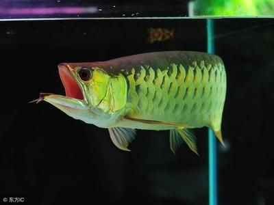 龍魚幾歲繁殖一次最好：龍魚的繁殖周期 龍魚幾歲繁殖一次最好：龍魚的繁殖周期 龍魚百科 第3張