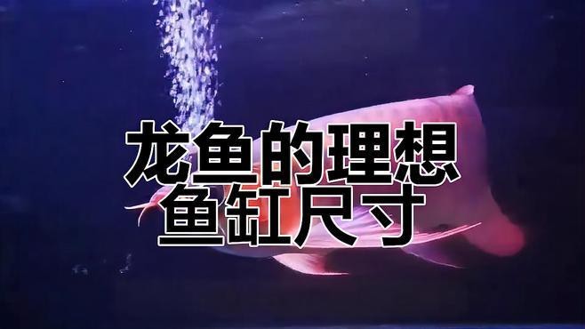 龍缸尺寸與龍魚品種的關系