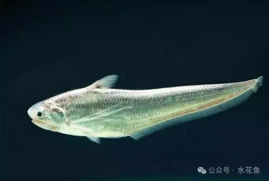 高海拔2000適合養什么魚 高海拔2000適合養什么魚 龍魚論壇 第10張