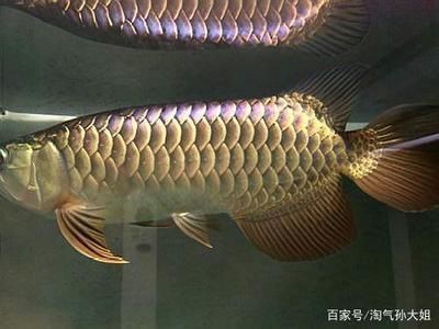 藍(lán)底金龍魚和金龍有什么區(qū)別