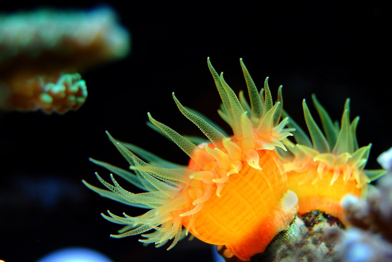巍山縣七彩水族館(巍山縣七彩水族館電話) 全國水族館企業名錄 第1張 巍山縣七彩水族館(巍山縣七彩水族館電話) 巍山縣七彩水族館(巍山縣七彩水族館電話) 全國水族館企業名錄 第1張