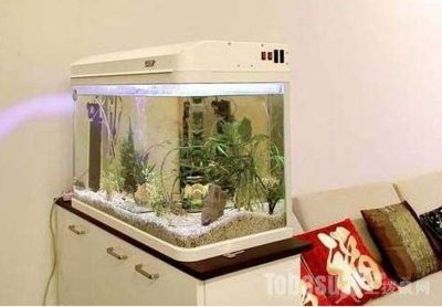 風水魚缸擺放位置的重要性：風水學中魚缸擺放的重要性