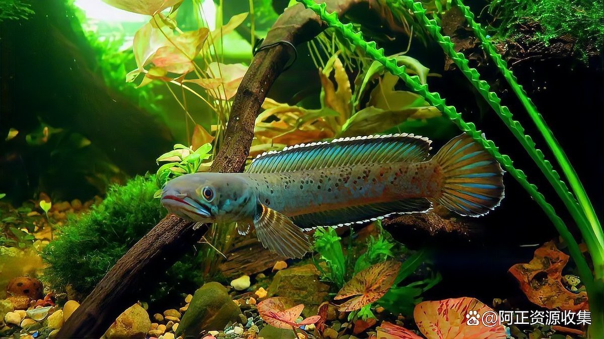 魚缸中的白色粉末狀物可能有以下幾種情況進行處理：如何處理魚缸中的白色粉末狀物質