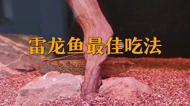 雷龍魚有哪些常見的烹飪方法