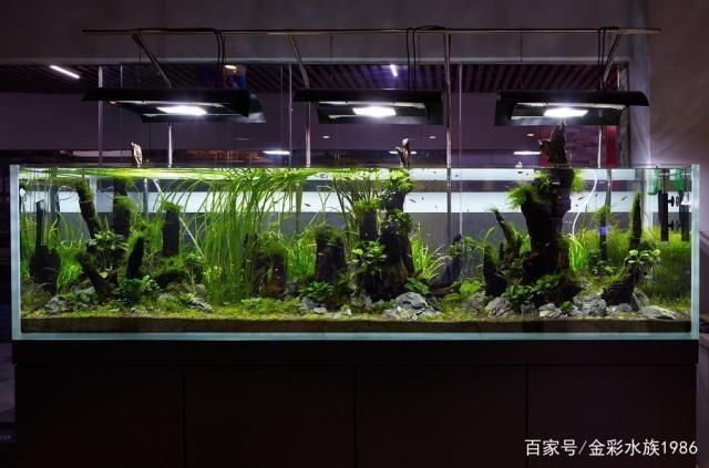 地缸魚缸過濾系統(tǒng):地缸魚缸過濾系統(tǒng)與背濾系統(tǒng)對比地缸魚缸水質(zhì)調(diào)控技巧分享 魚缸百科 第1張 地缸魚缸過濾系統(tǒng):地缸魚缸過濾系統(tǒng)與背濾系統(tǒng)對比地缸魚缸水質(zhì)調(diào)控技巧分享 地缸魚缸過濾系統(tǒng):地缸魚缸過濾系統(tǒng)與背濾系統(tǒng)對比地缸魚缸水質(zhì)調(diào)控技巧分享 魚缸百科 第1張