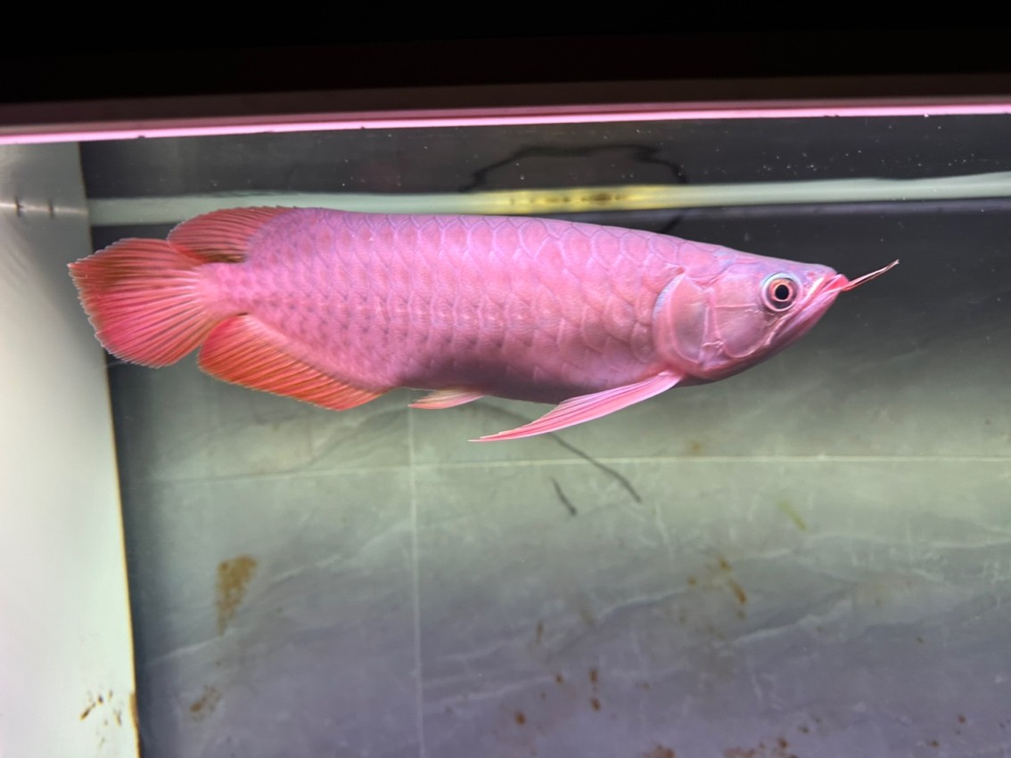 第一次養紅龍 第一次養紅龍 龍魚論壇 第1張