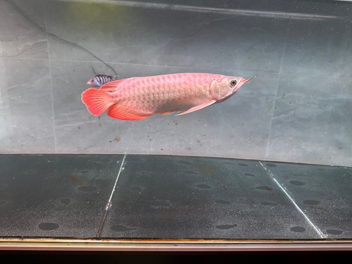 第一次養紅龍 第一次養紅龍 龍魚論壇 第2張