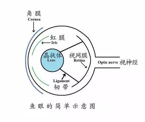 紅龍魚眼睛腫了會自愈嗎 紅龍魚眼睛腫了會自愈嗎 龍魚論壇 第2張