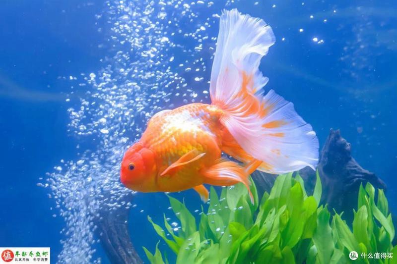 水族鹽是海鹽嗎 水族鹽是海鹽嗎 龍魚論壇 第9張