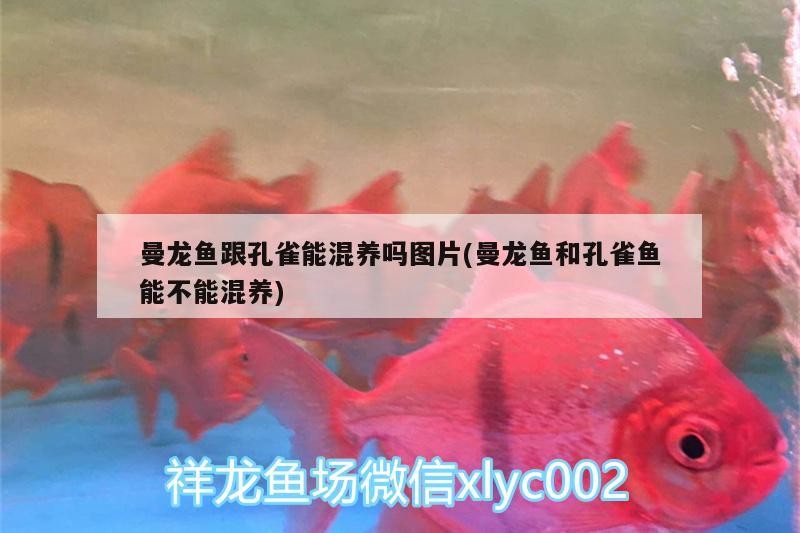 富源古敢水族鄉小胡百貨店——傳承水族文化，云南富源古敢水族鄉小胡百貨店——傳承水族文化