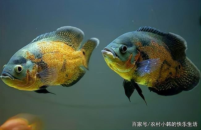 地圖魚眼睛有白膜怎么辦