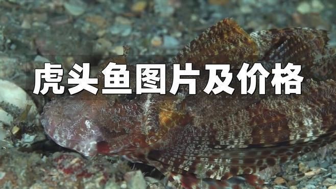 如何治療龍魚(yú)鰓蓋爛洞（如何治療龍魚(yú)的鰓蓋爛洞）